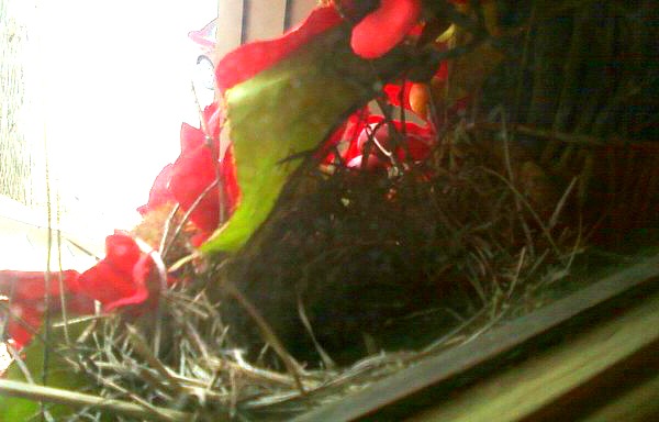 Some poor bird built a nest in my wreath; she spent two days divebombing the front door when I took it down. Mother's Day might be hard for her, too.